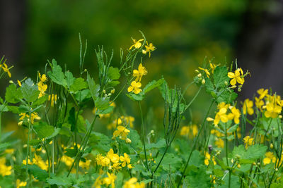 Yellow flower of chelidonium majus plant, known as nipplewort, swallowwort, or tetterwort