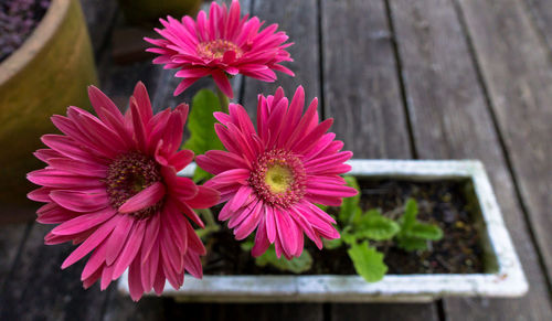 Close-up of potted pink gerbera daisies blooming on porch