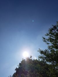 Low angle view of trees against blue sky
