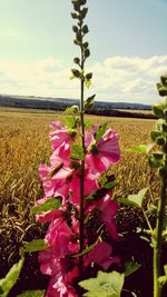 Close-up of pink orchid against sky