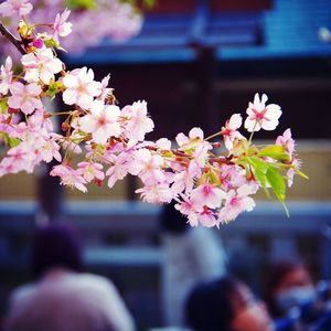 Close-up of pink cherry blossoms