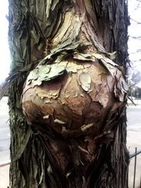 Close-up of tree trunk