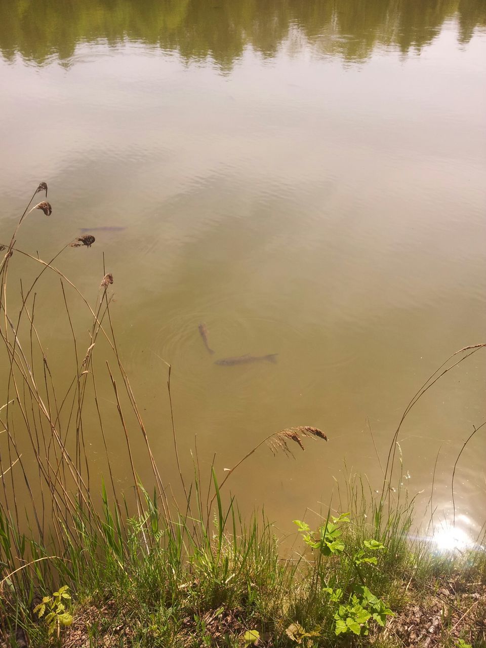 water, reflection, lake, tranquility, tranquil scene, nature, grass, beauty in nature, plant, scenics, sunset, rippled, idyllic, high angle view, outdoors, sunlight, growth, no people, bird, river