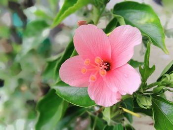 Close-up of pink flowering plant