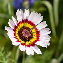 Close-up of white flower