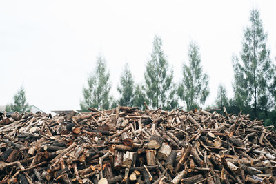 Stack of logs in forest