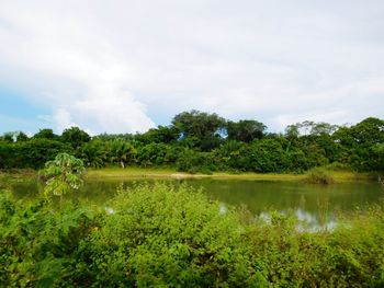 Scenic view of pond against sky