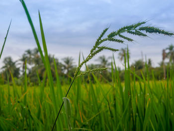 Close-up of crops growing on field against sky