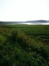 Scenic view of grassy field