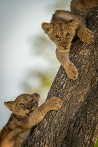 Close-up portrait of lion cubs sitting on tree trunk