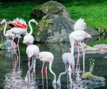 Flamingoes swimming on lake