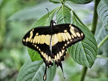 Close-up of butterfly on plant