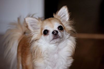 Close-up portrait of a dog at home