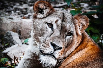 Close-up portrait of lion