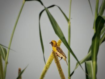Close-up of bird perching on plant