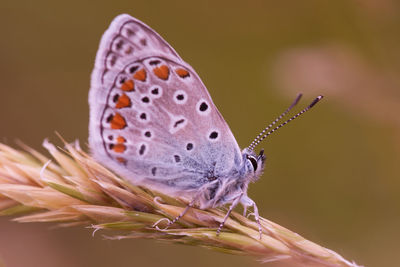 Close-up of butterfly pollinating flower