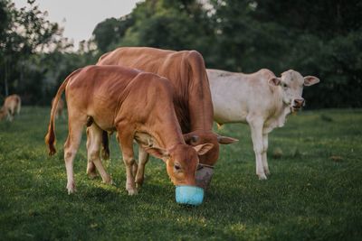 Cows on grassy field