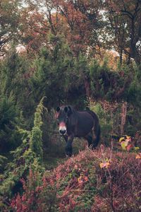 View of dog in forest