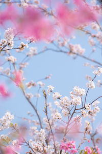 Low angle view of cherry blossom