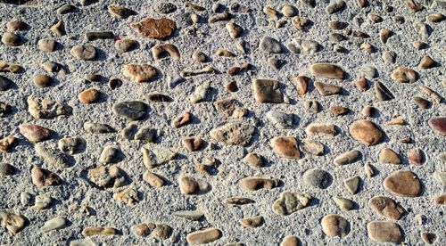 High angle view of animal on sand