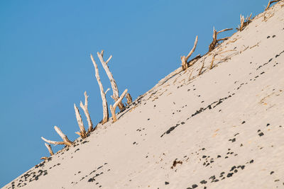 Low angle view of birds against clear blue sky