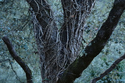 Close-up of tree in forest