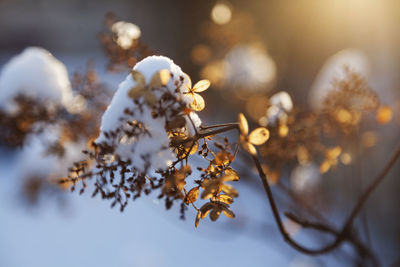 Broken tree branch with leaves in backlight with snow, sunlight and bokeh backround