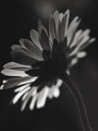 Close-up of flower blooming outdoors
