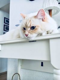 Close-up portrait of a cat