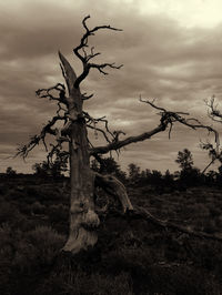 Bare tree against cloudy sky