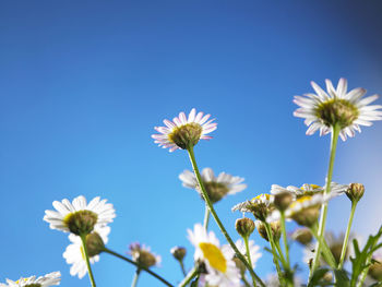 Low angle view of flowering plants against clear blue sky