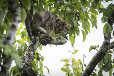 Low angle view of cat on tree