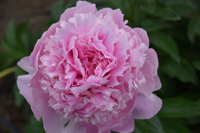 Close-up of pink rose flower