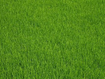 Full frame shot of soccer field