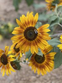 Close-up of sunflower