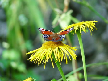 Close-up of butterfly pollinating on yellow flower