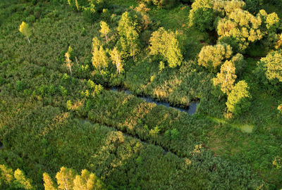 High angle view of trees growing on field