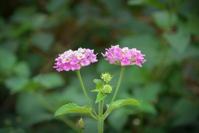 Close-up of pink flowering plant