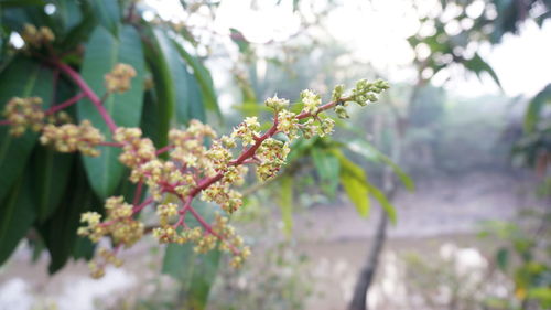 Close-up of flowering plant