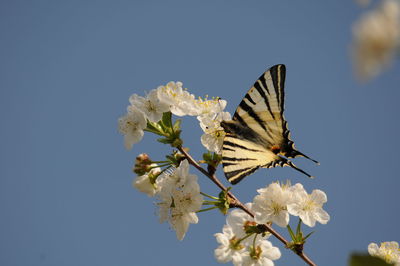 Close-up of butterfly pollinating on flower against clear sky