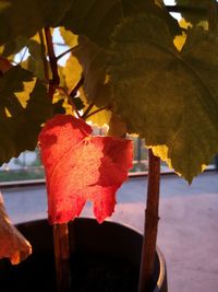 Close-up of maple leaves on tree