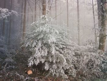 Close-up of tree trunk in forest during winter