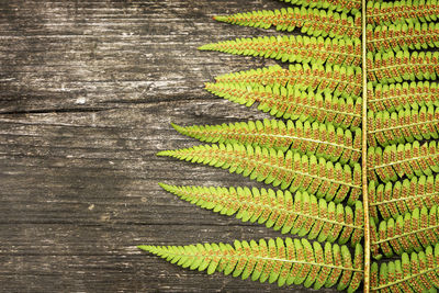 Fern leave on a brown, wooden background with place for text