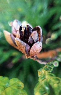 Close-up of flower on plant