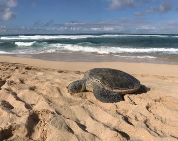 Scenic view of turtle on sea shore