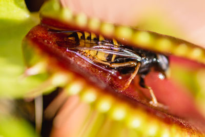 Close-up of wasp in carnivorous plant