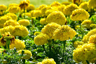 Close-up of yellow flowering plants