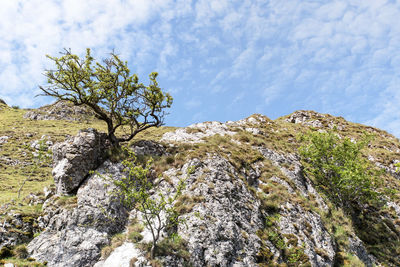 Low angle view of trees on cliff against sky