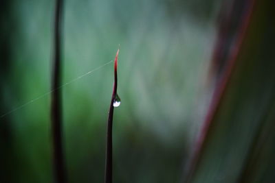 Close-up of water drops on leaf