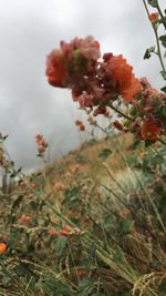 Close-up of red flowers against sky